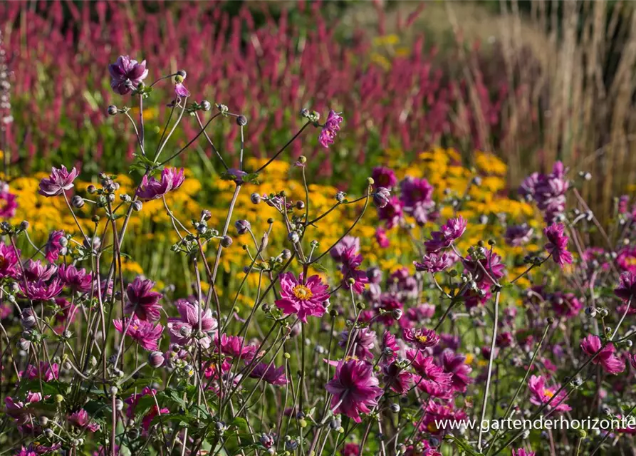 Garten-Herbst-Anemone 'Pamina'