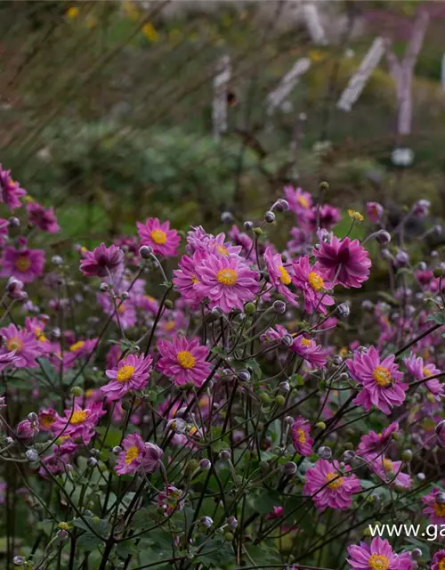 Garten-Herbst-Anemone 'Pamina'