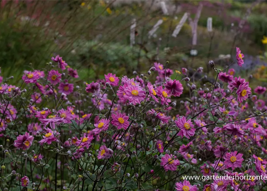 Garten-Herbst-Anemone 'Pamina'