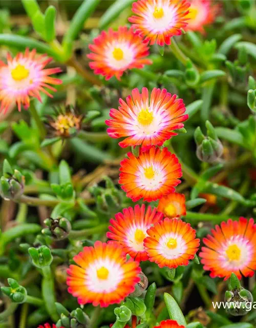 Delosperma cooperi 'JD Grenade' -R-