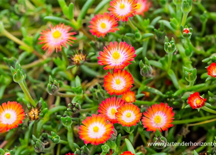 Delosperma cooperi 'JD Grenade' -R-