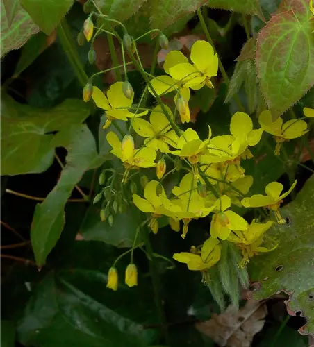 Frohnleiten-Garten-Elfenblume 'Frohnleiten'