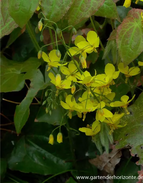 Frohnleiten-Garten-Elfenblume 'Frohnleiten'