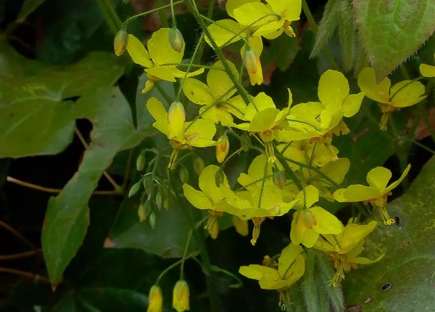 Frohnleiten-Garten-Elfenblume 'Frohnleiten'