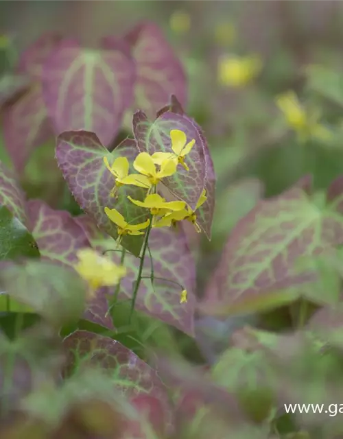 Frohnleiten-Garten-Elfenblume 'Frohnleiten'