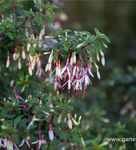 Garten-Fuchsie