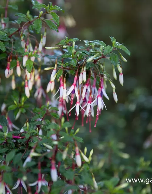 Garten-Fuchsie