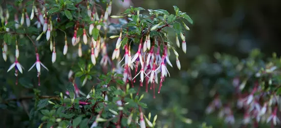 Garten-Fuchsie