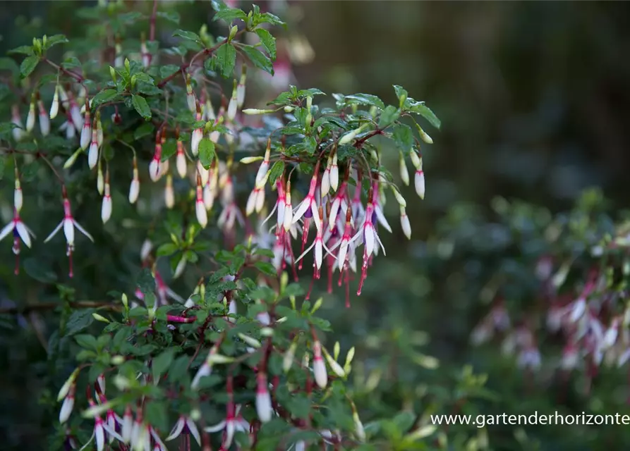 Garten-Fuchsie