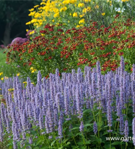 Garten-Duftnessel 'Blue Fortune'