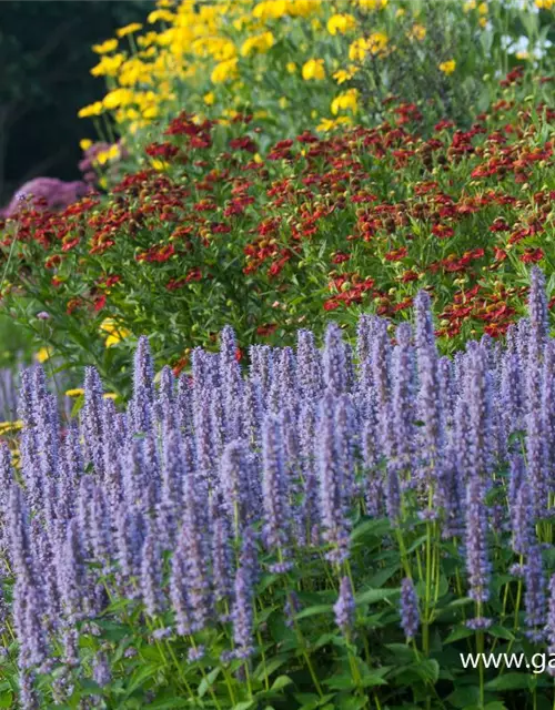 Garten-Duftnessel 'Blue Fortune'