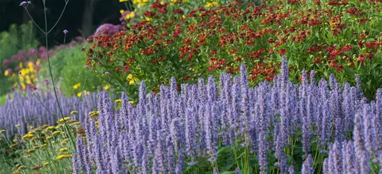 Garten-Duftnessel 'Blue Fortune'