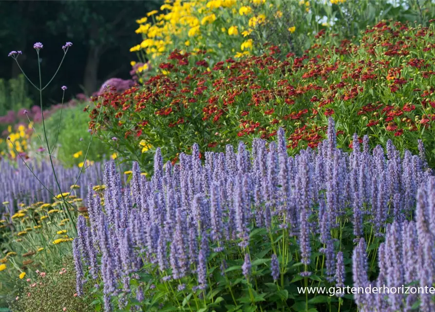 Garten-Duftnessel 'Blue Fortune'