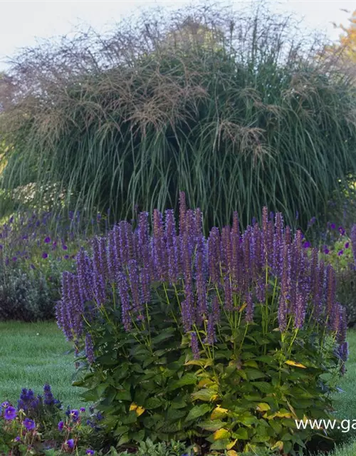 Garten-Duftnessel 'Blue Fortune'