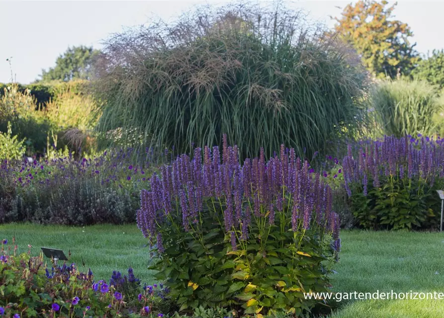 Garten-Duftnessel 'Blue Fortune'