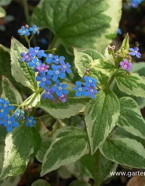 Brunnera macrophylla 'Variegata'