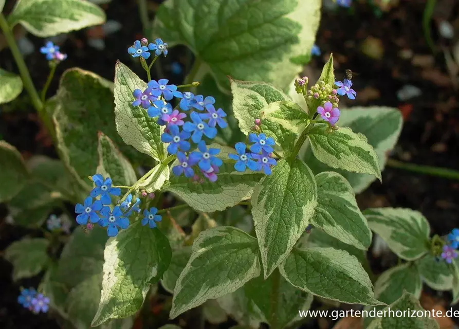 Brunnera macrophylla 'Variegata'