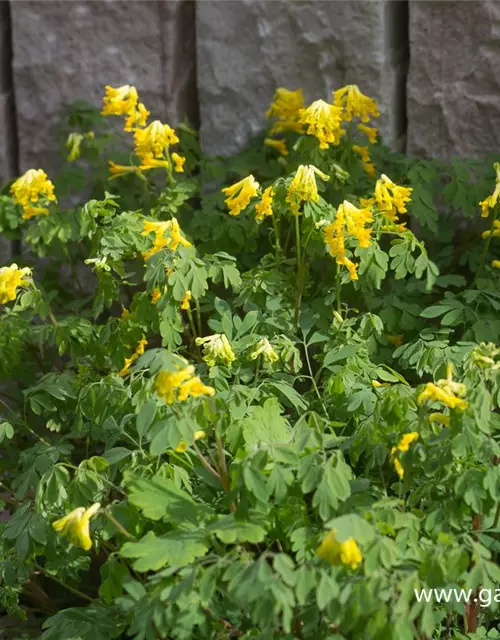 Corydalis lutea