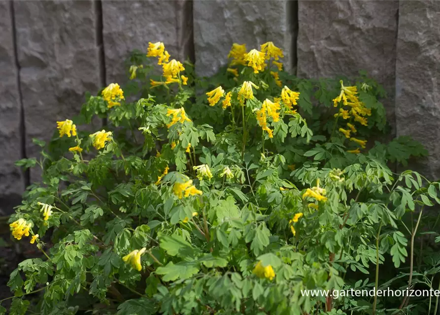 Corydalis lutea