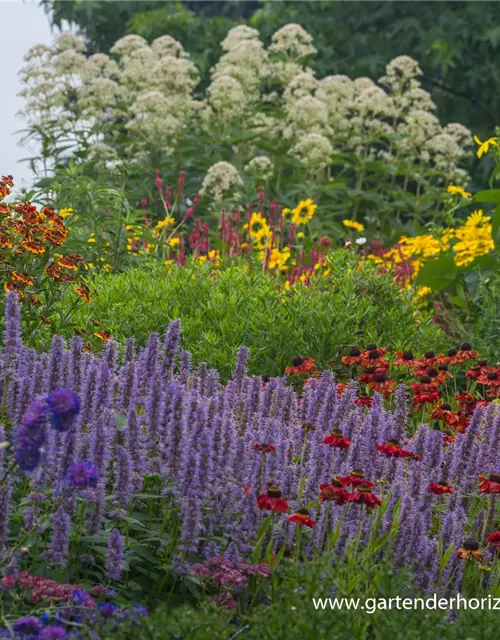 Garten-Duftnessel 'Blue Fortune'