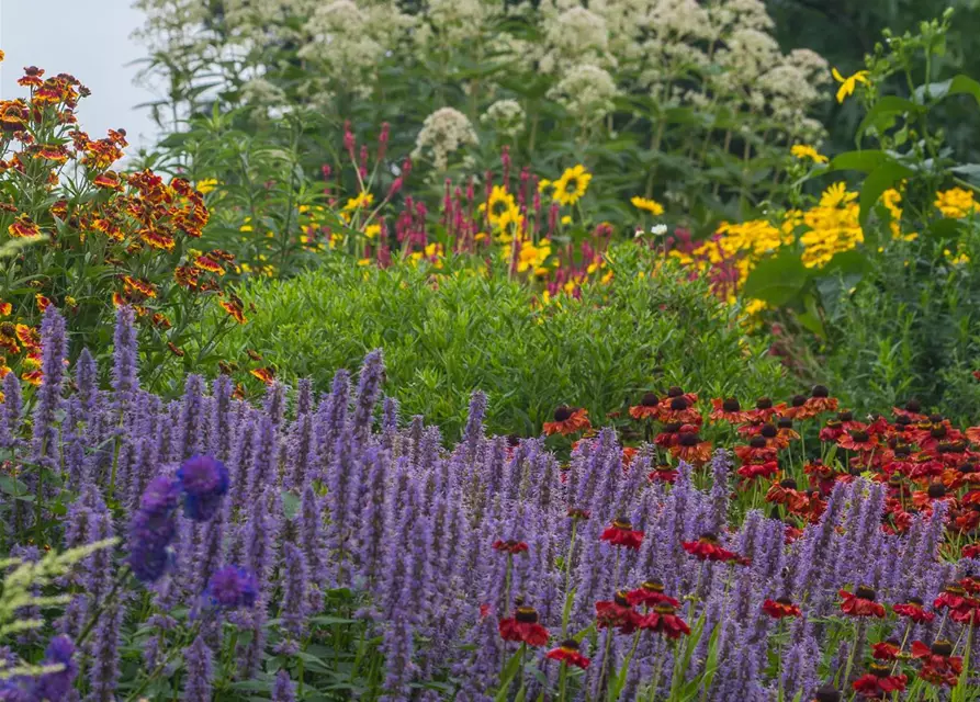 Garten-Duftnessel 'Blue Fortune'