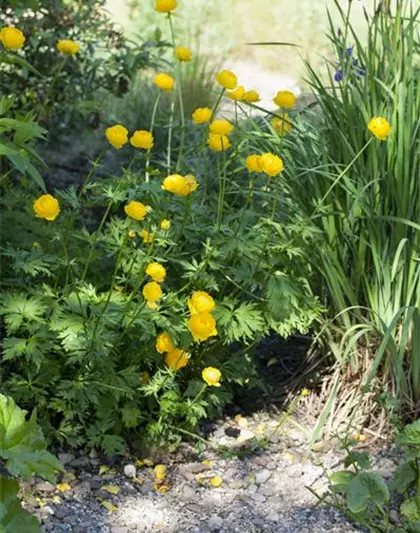 Europäische Trollblume