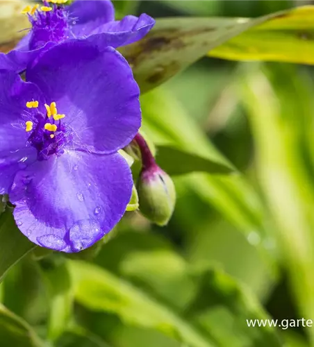 Garten-Dreimasterblume 'Zwanenburg Blue'