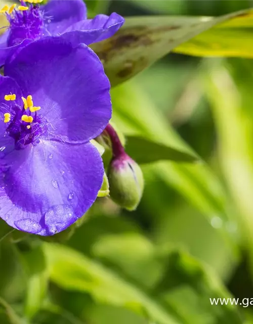 Garten-Dreimasterblume 'Zwanenburg Blue'