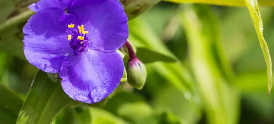 Garten-Dreimasterblume 'Zwanenburg Blue'