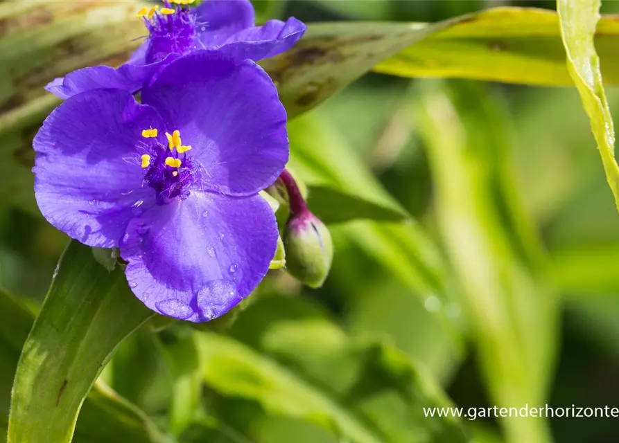 Garten-Dreimasterblume 'Zwanenburg Blue'