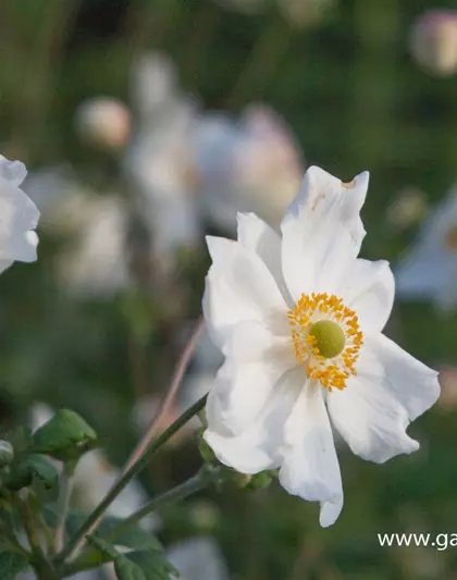 Garten-Herbst-Anemone 'Honorine Jobert'