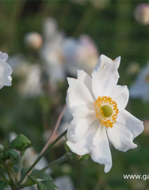 Garten-Herbst-Anemone 'Honorine Jobert'