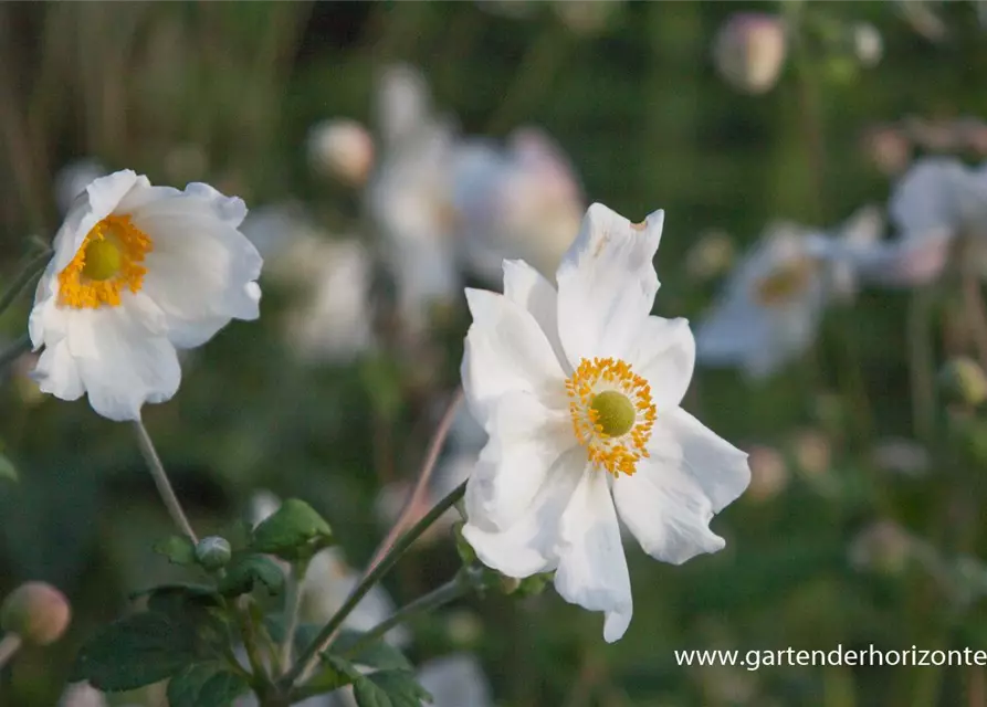 Garten-Herbst-Anemone 'Honorine Jobert'