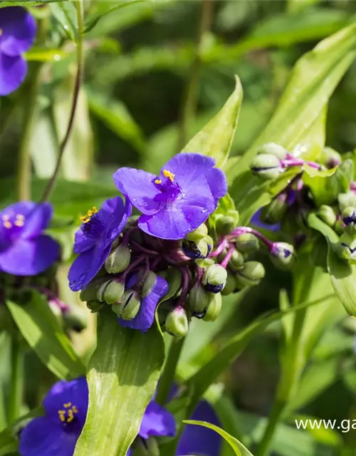 Garten-Dreimasterblume 'Zwanenburg Blue'