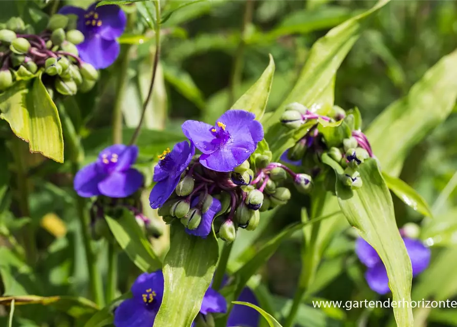 Garten-Dreimasterblume 'Zwanenburg Blue'