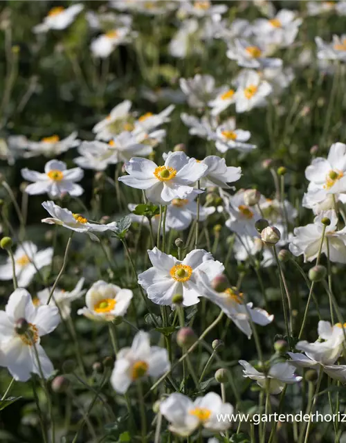 Garten-Herbst-Anemone 'Honorine Jobert'