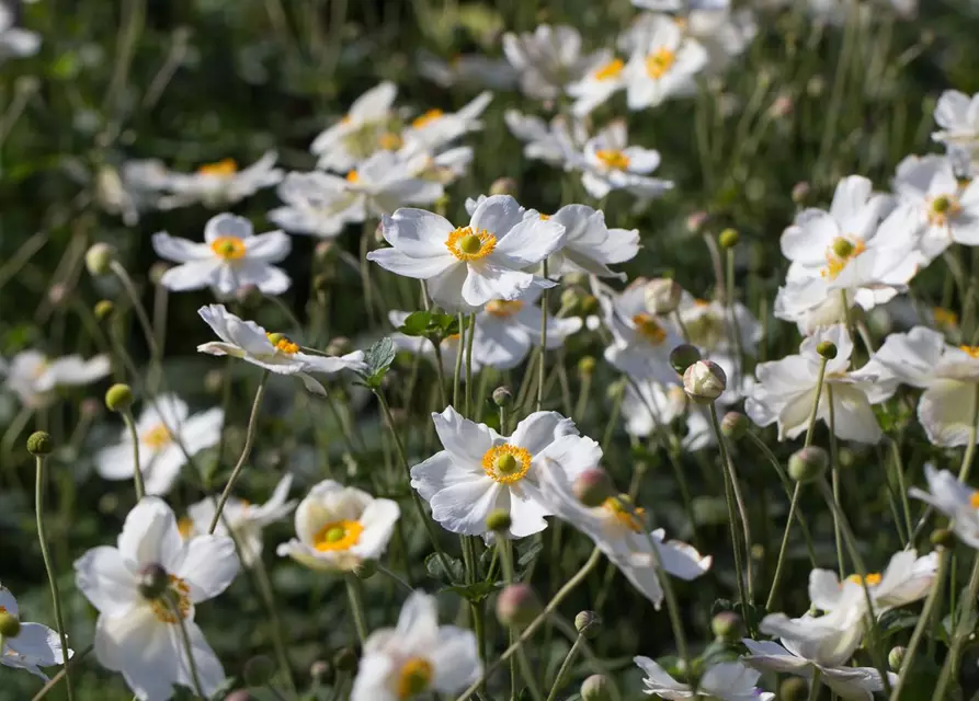 Garten-Herbst-Anemone 'Honorine Jobert'