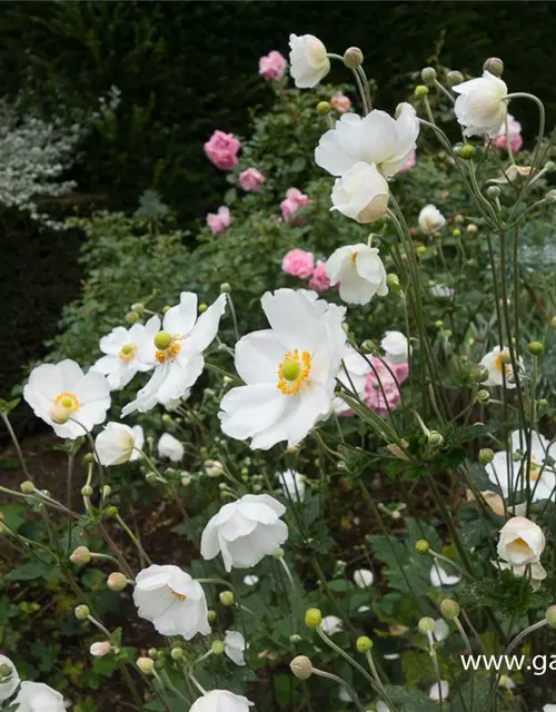 Garten-Herbst-Anemone 'Honorine Jobert'