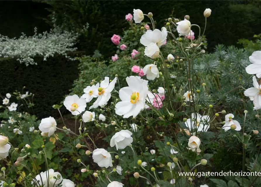 Garten-Herbst-Anemone 'Honorine Jobert'