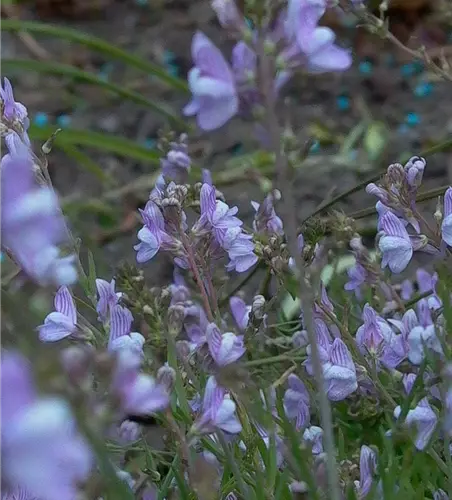 Garten-Leinkraut 'Antique Silver'