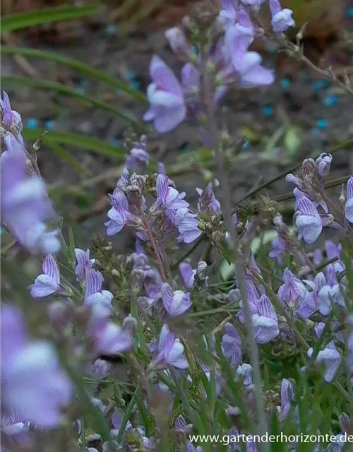 Garten-Leinkraut 'Antique Silver'