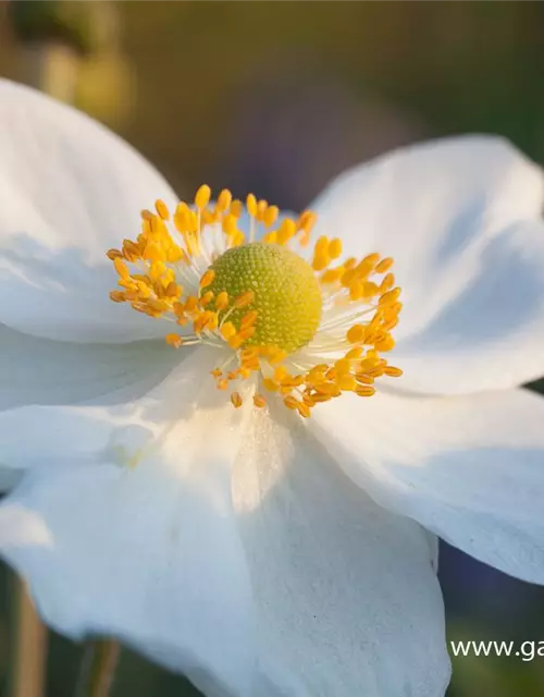 Garten-Herbst-Anemone 'Honorine Jobert'