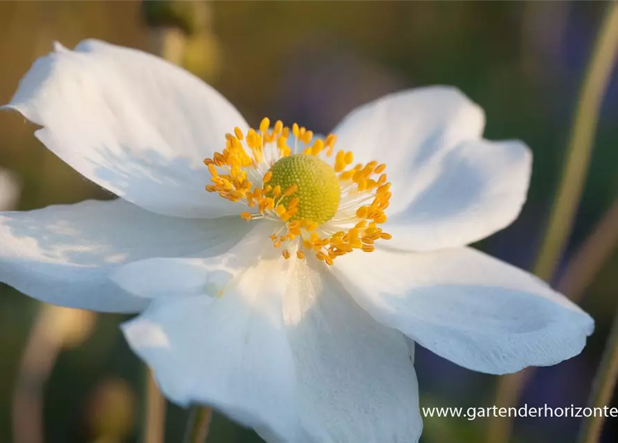 Garten-Herbst-Anemone 'Honorine Jobert'