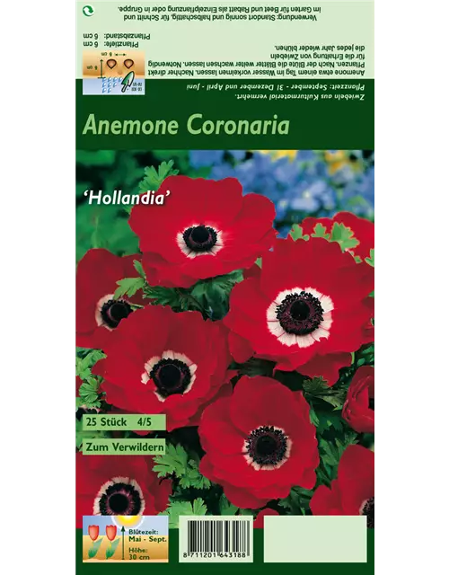 Garten-Anemone 'De Caen Hollandia'