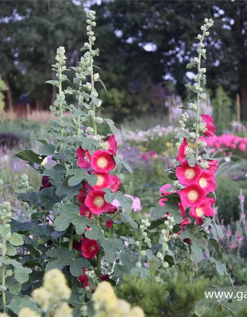 Feigenblättrige Stockrose