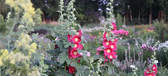 Feigenblättrige Stockrose