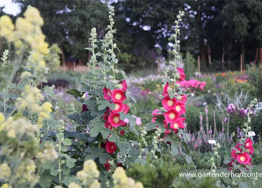 Feigenblättrige Stockrose