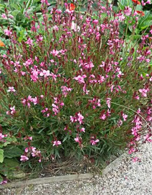 Gaura lindheimerii 'Siskiyou Pink'