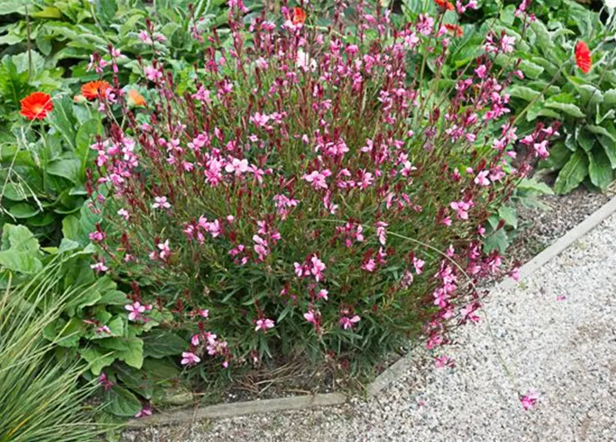 Gaura lindheimerii 'Siskiyou Pink'