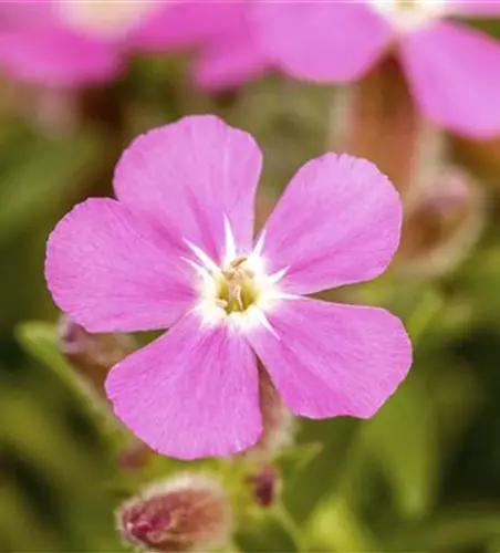 Garten-Polster-Seifenkraut 'Bressingham'